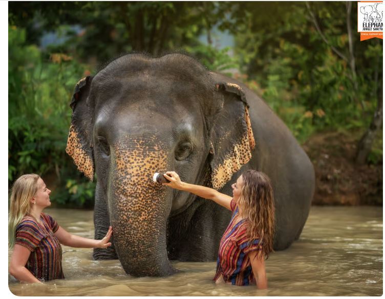 Image of Elephant Jungle Sanctuary Half-Day Visit with Meal tour package, BookMe Tour Package, Travel with BookMe, Exciting Tour Packages Available, Affordable Prices.